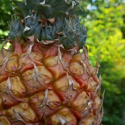 Pineapple