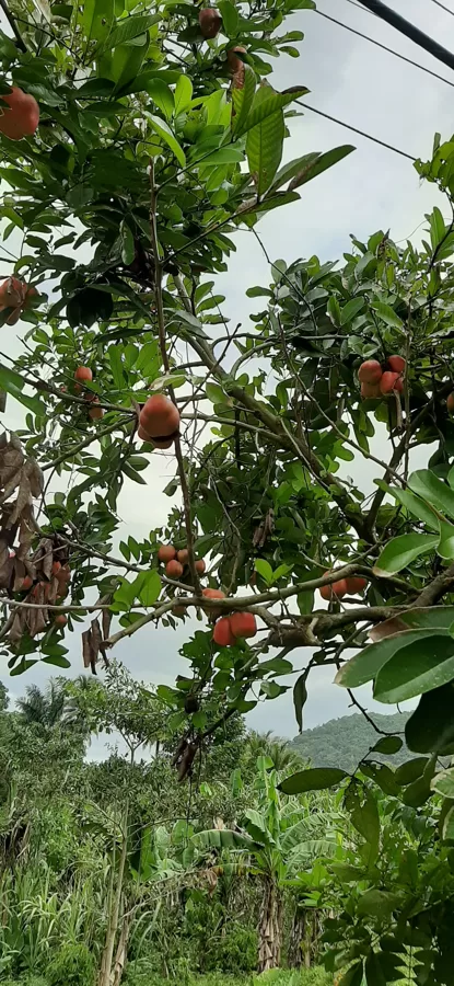 Ackee on the tree
