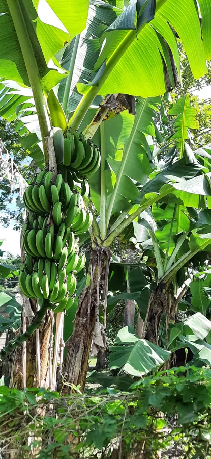 Banana