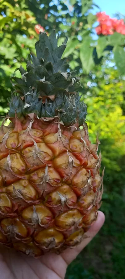 Pineapple